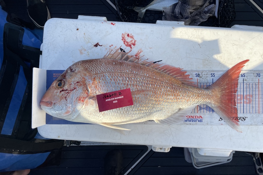 Isabell Zitzelsberger caught this 62.0cm Snapper at Tauranga during The Export NZ Fishing Competition