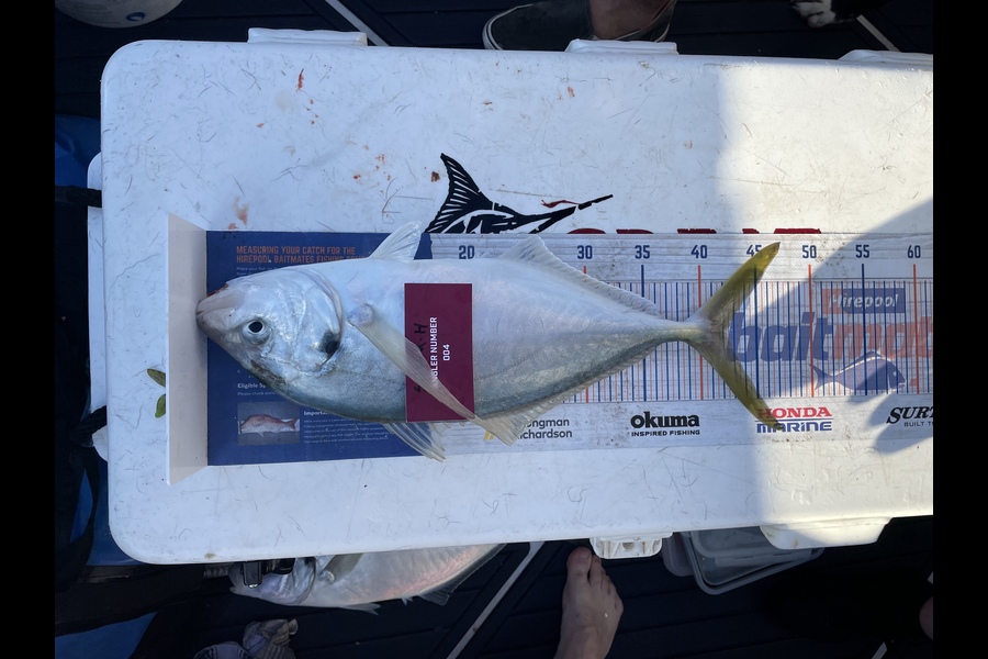 Sasha  Haag caught this 42.5cm Trevally at Tauranga during The Export NZ Fishing Competition