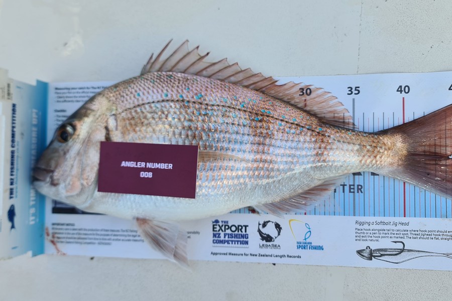 Josh  Parker caught this 44.5cm Snapper at Tauranga during The Export NZ Fishing Competition