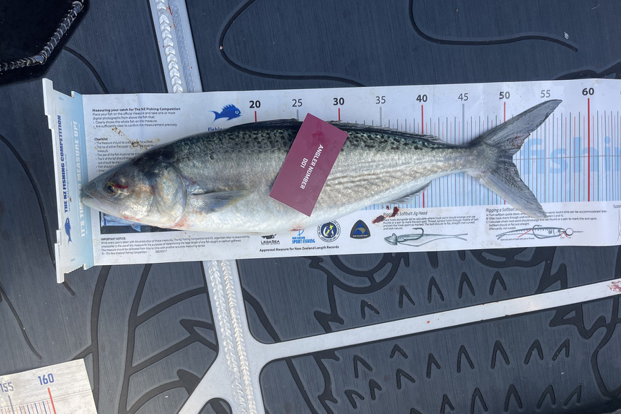 Charles Peters caught this 51.0cm Kahawai at Tauranga during The Export NZ Fishing Competition