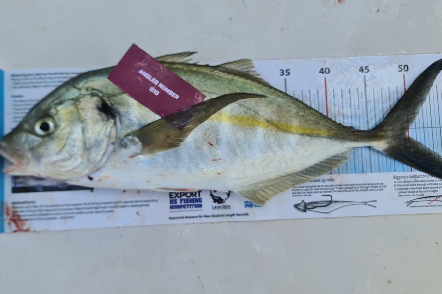 Juniors Raymarine caught this 50.0cm Trevally at Tauranga during The Export NZ Fishing Competition
