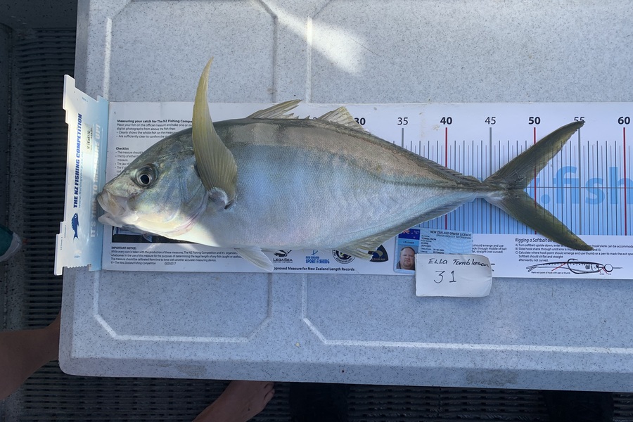 Juniors Raymarine caught this 48.5cm Trevally at Tauranga during The Export NZ Fishing Competition