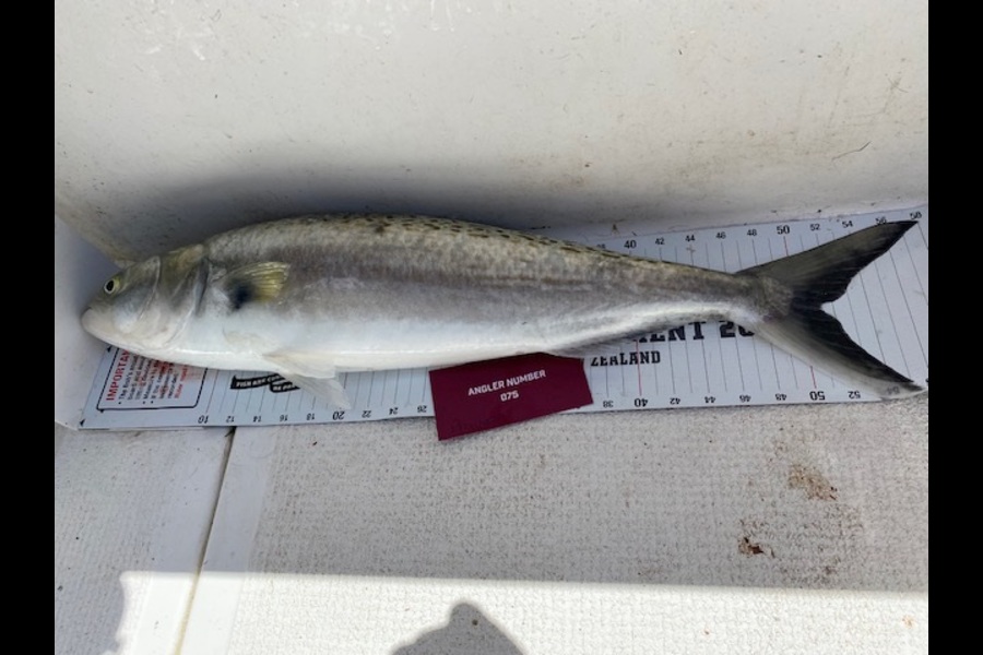Caly Pillay caught this 51.0cm Kahawai at Tauranga during The Export NZ Fishing Competition