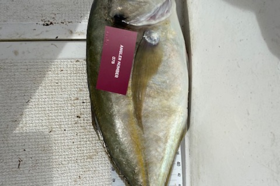 Caly Pillay caught this 54.0cm Trevally at Tauranga during The Export NZ Fishing Competition