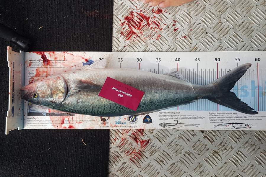 Brian  Smith caught this 53.0cm Kahawai at Tauranga during The Export NZ Fishing Competition