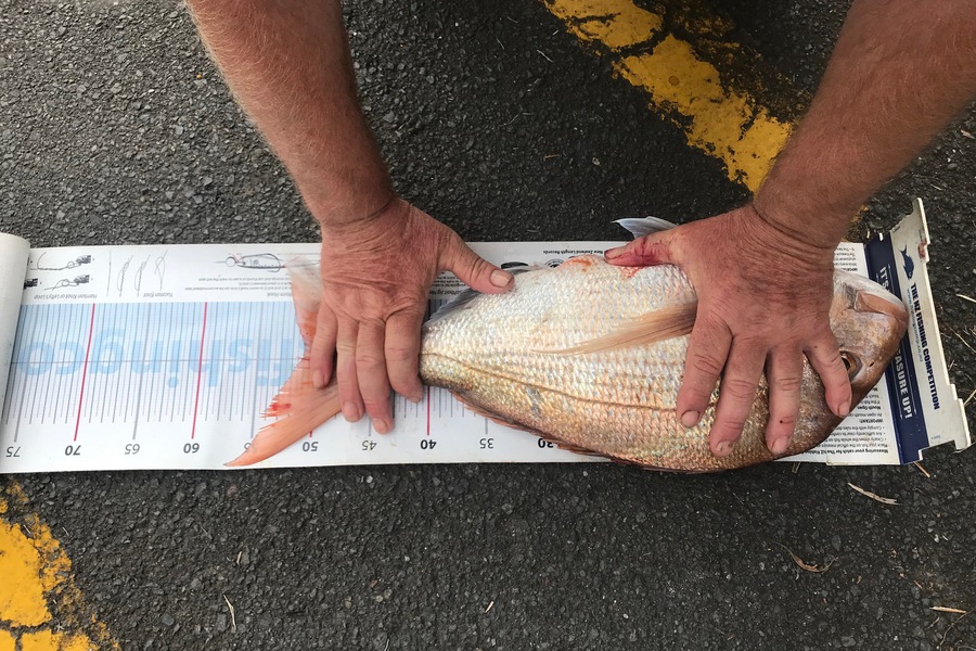 Geoff Shirtcliffe caught this 50.0cm Snapper at Tauranga during The Export NZ Fishing Competition