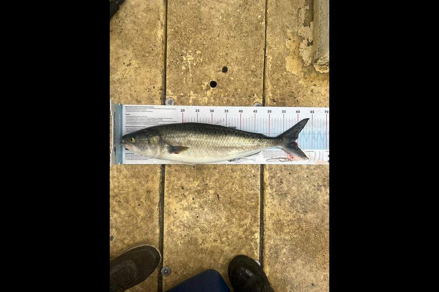 Michael  Edwards  caught this 59.0cm Kahawai at Taieri Mouth during The Export NZ Fishing Competition