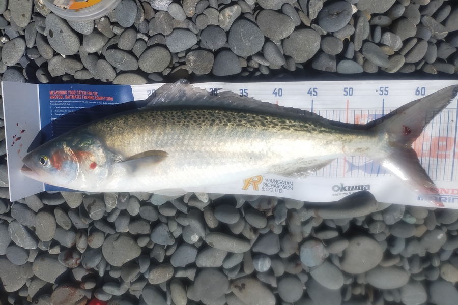 Laurence Knighton caught this 59.5cm Kahawai at Dorie during The Export NZ Fishing Competition