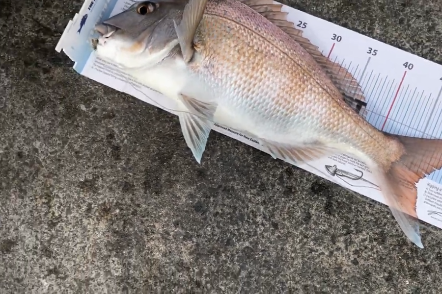 Joel Paitan caught this 46.0cm Snapper at Shelly Beach during The Export NZ Fishing Competition