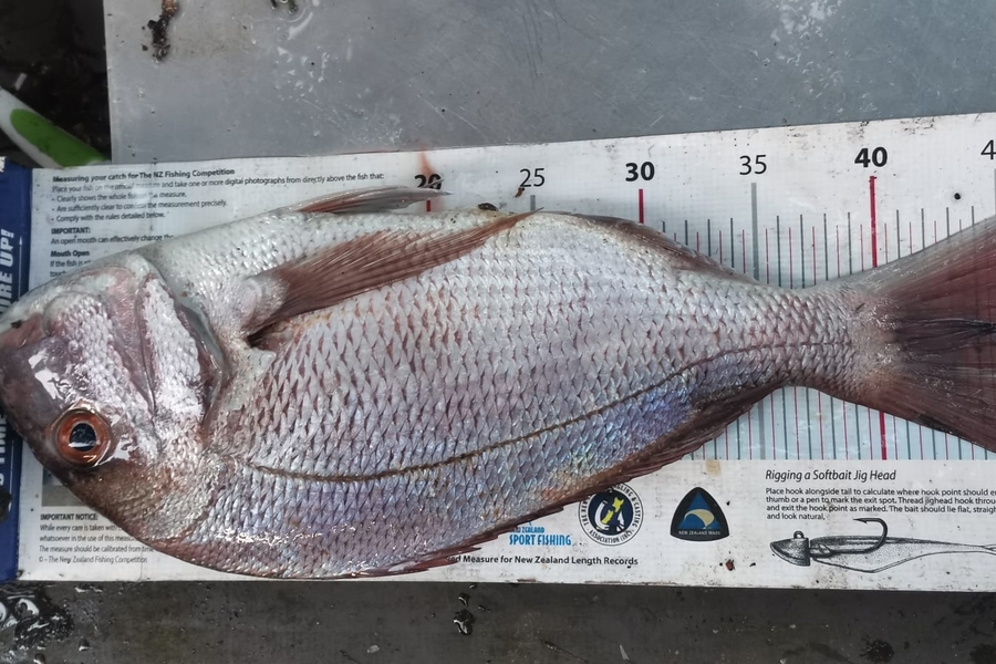 Joshua  Davis  caught this 44.5cm Snapper at Bay of islands during The Export NZ Fishing Competition