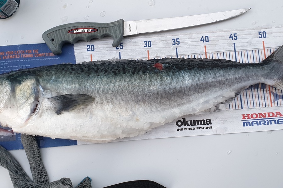 Antony Folwell caught this 55.5cm Kahawai at Hauraki Gulf during The Export NZ Fishing Competition
