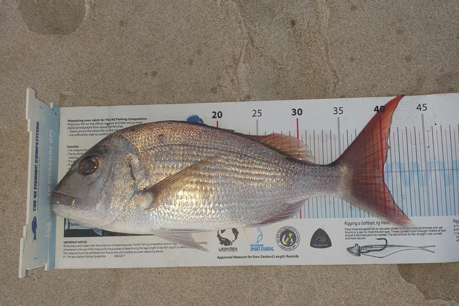 Samuel Singh caught this 40.0cm Snapper at Great barrier island during The Export NZ Fishing Competition