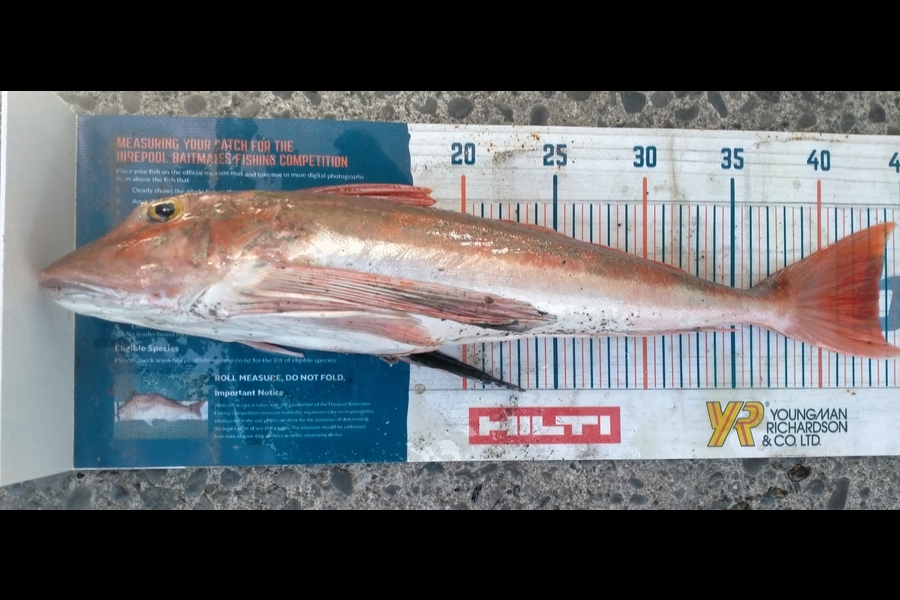 Tim  McKenzie caught this 43.5cm Gurnard at whakaki beach during The Export NZ Fishing Competition
