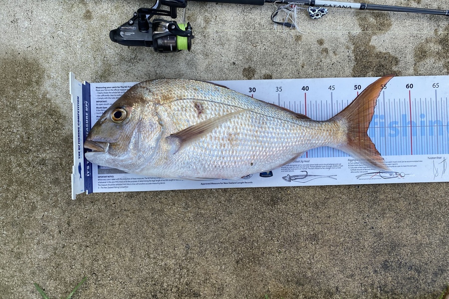 Shane Reed caught this 51.5cm Snapper at Otama during The Export NZ Fishing Competition