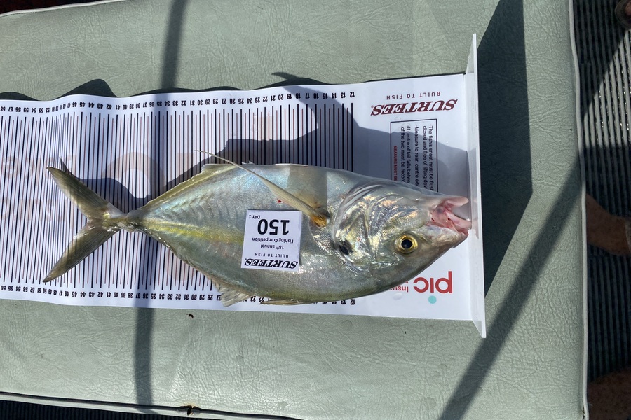 Shane Reed caught this 43.0cm Trevally at Coromandel during The Export NZ Fishing Competition