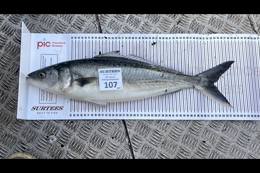 Ben  Morrow caught this 53.0cm Kahawai at Whitianga  during The Export NZ Fishing Competition