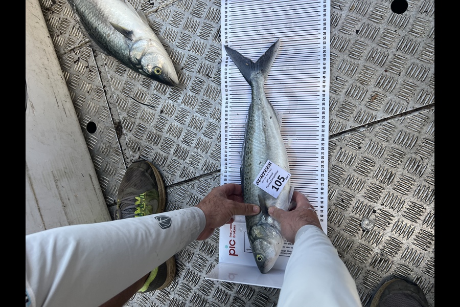 Karl Morrow caught this 48.0cm Kahawai at Mercury bay during The Export NZ Fishing Competition