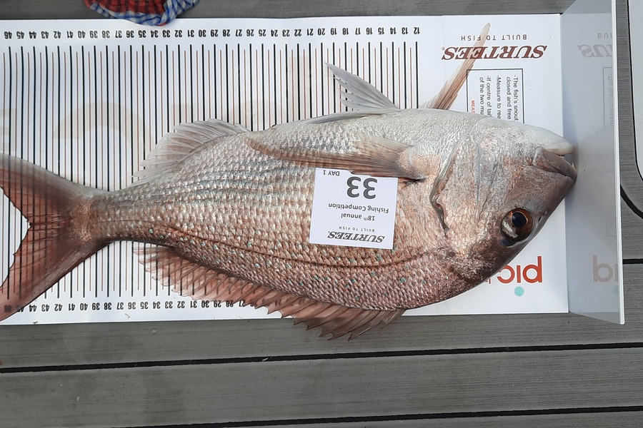 Graham Forbes caught this 44.0cm Snapper at Coromandel during The Export NZ Fishing Competition