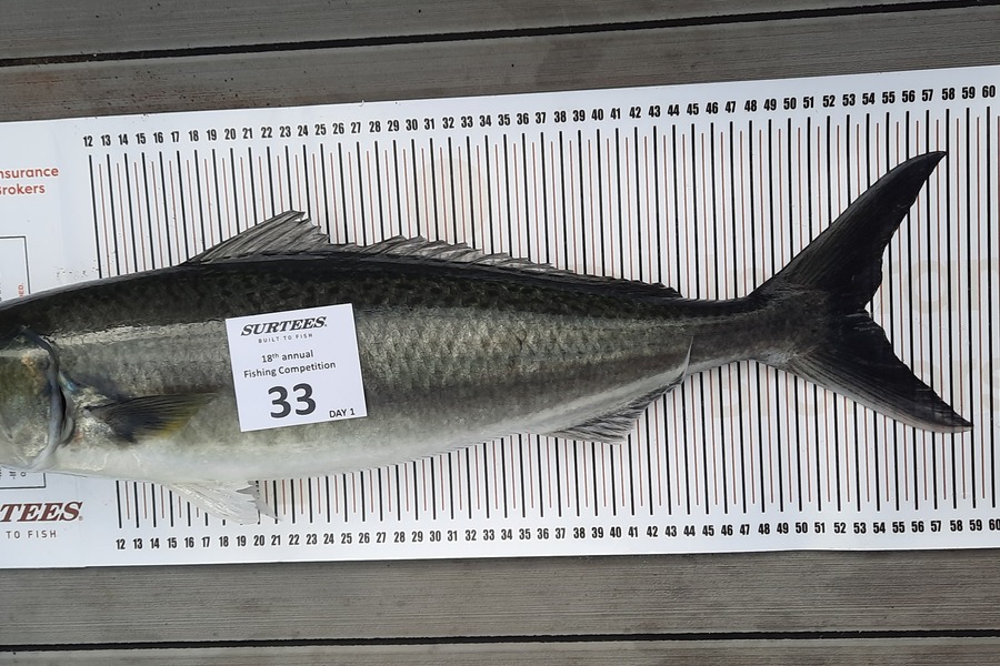 Graham Forbes caught this 53.5cm Kahawai at Coromandel during The Export NZ Fishing Competition
