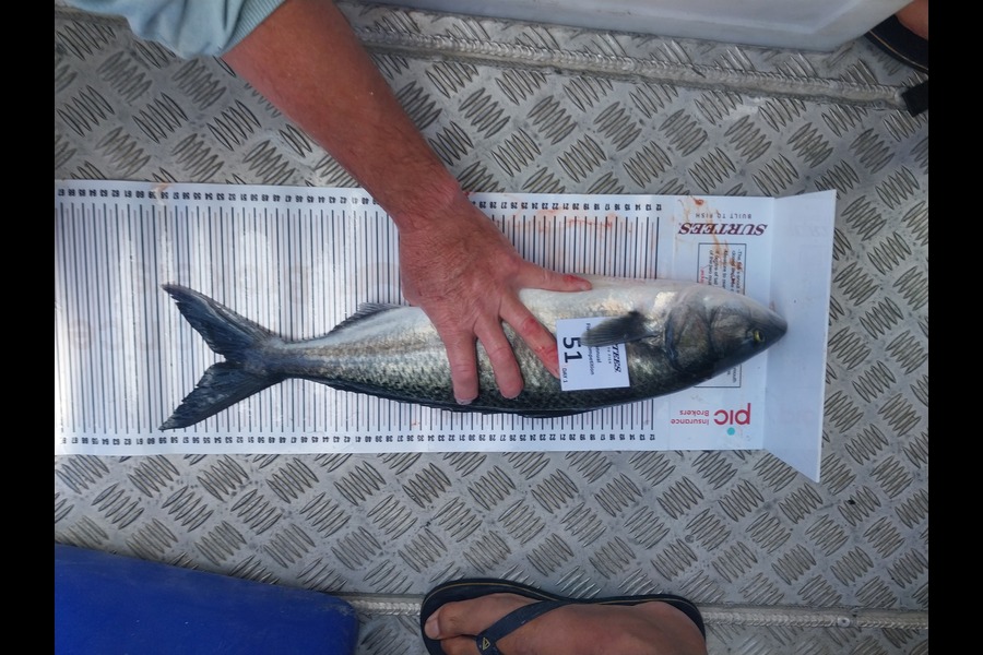 Ian Crosby caught this 53.0cm Kahawai at Inside mercury islands during The Export NZ Fishing Competition