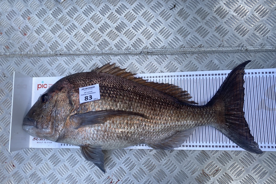 Garth Urquhart caught this 71.0cm Snapper at Aldermans during The Export NZ Fishing Competition