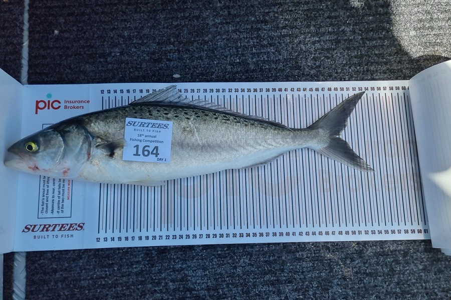 Susan Warren caught this 48.5cm Kahawai at Coromandel during The Export NZ Fishing Competition