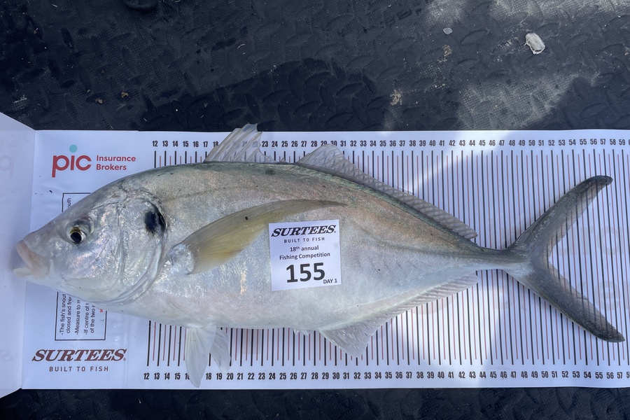 Alan Smith caught this 51.0cm Trevally at Coromandel during The Export NZ Fishing Competition