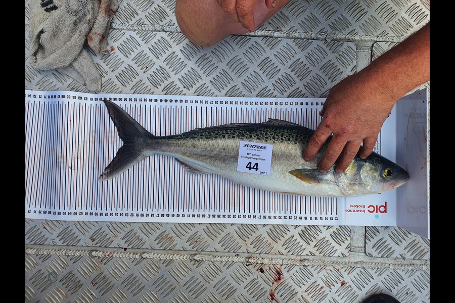 Vagn Dyson caught this 54.0cm Kahawai at Coromandel during The Export NZ Fishing Competition