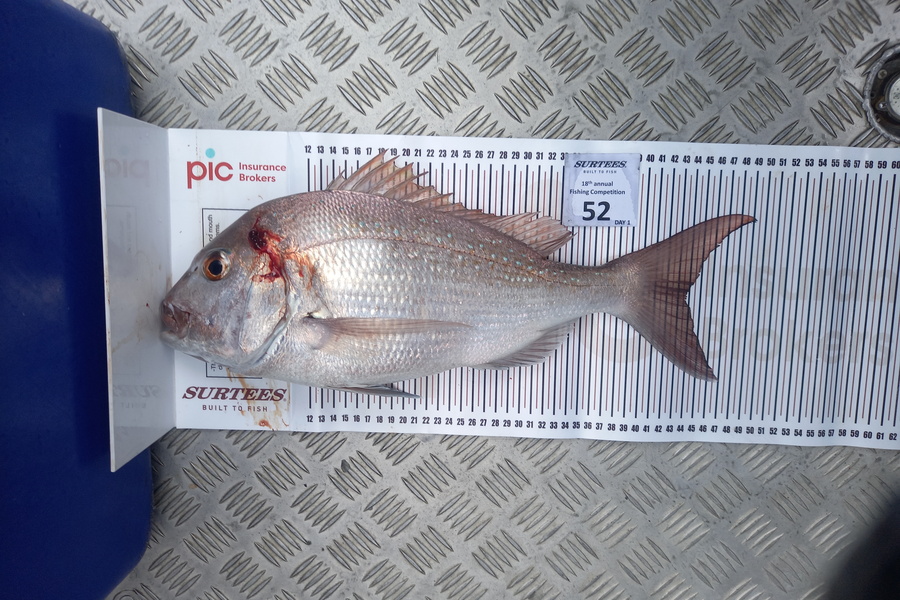 Kylie Smith caught this 43.5cm Snapper at Coromandel during The Export NZ Fishing Competition