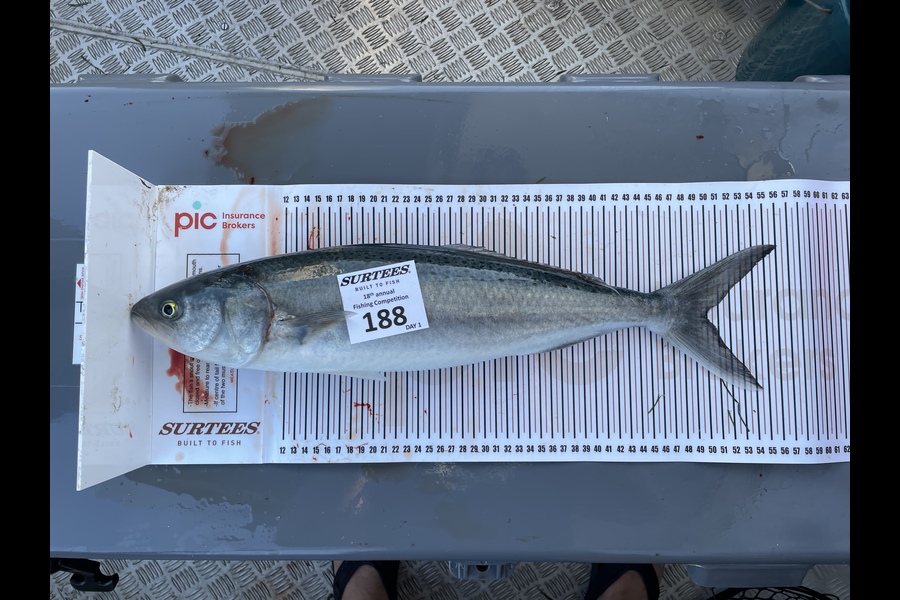 Jonathan Frigault caught this 50.0cm Kahawai at Mercury island  during The Export NZ Fishing Competition