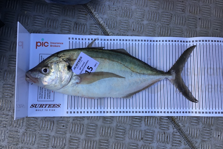 Wayne Munro caught this 47.5cm Trevally at Coromandel during The Export NZ Fishing Competition