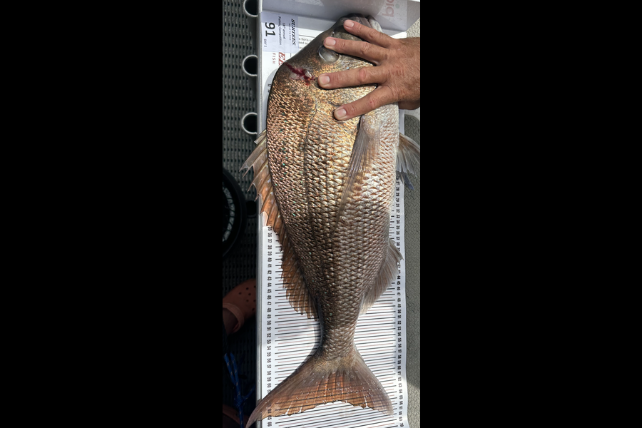 Jeremy Hull caught this 64.0cm Snapper at Coromandel during The Export NZ Fishing Competition