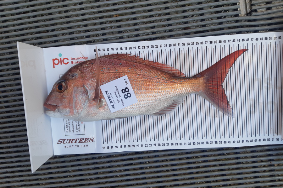 Benny Van den Broek caught this 40.0cm Snapper at Mercury Island  during The Export NZ Fishing Competition