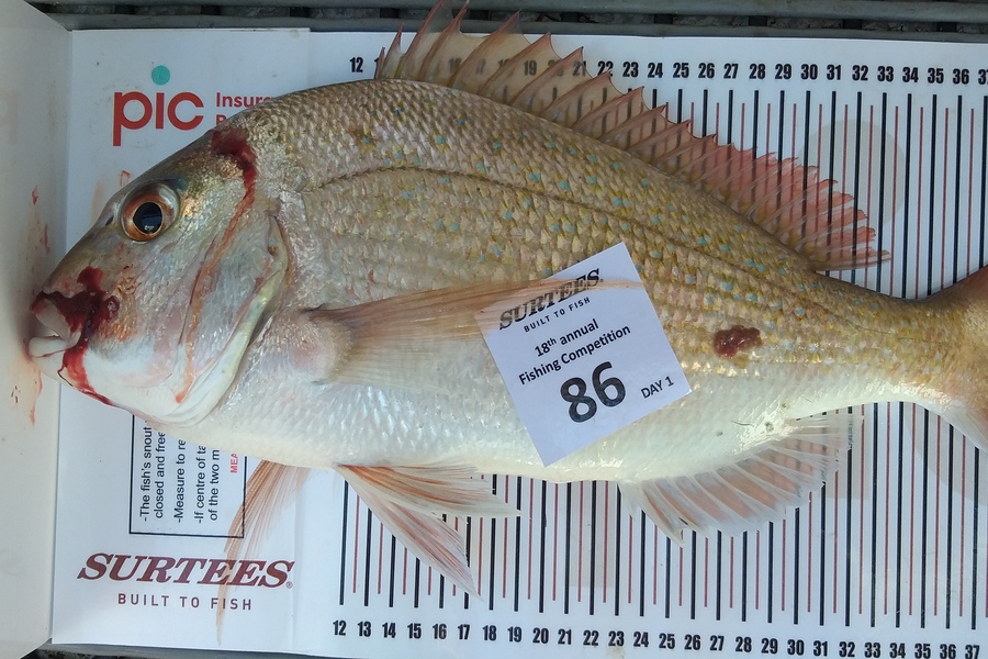 Hilary Robertson caught this 41.0cm Snapper at Mercs during The Export NZ Fishing Competition