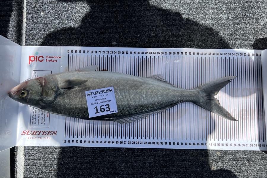Leif Warren caught this 49.0cm Kahawai at Hole in the wall  during The Export NZ Fishing Competition