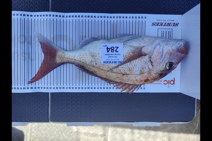 Lloyd Wood caught this 43.5cm Snapper at Great Merc during The Export NZ Fishing Competition