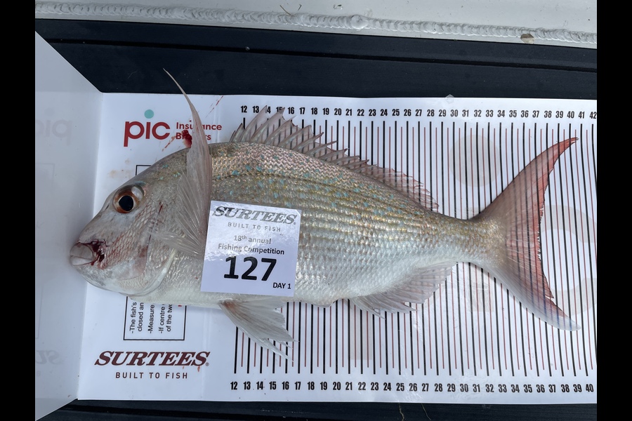 Paul  Clout caught this 37.0cm Snapper at Whitianga  during The Export NZ Fishing Competition