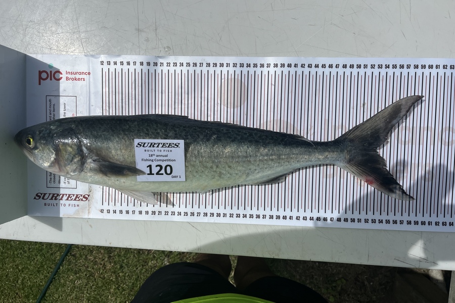 Nathan Claasen caught this 52.5cm Kahawai at Coromandel during The Export NZ Fishing Competition