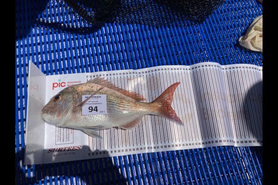 Roz Reekie-May caught this 36.0cm Snapper at whitianaga during The Export NZ Fishing Competition