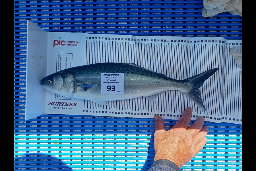 Mark May caught this 47.0cm Kahawai at Whitianga  during The Export NZ Fishing Competition