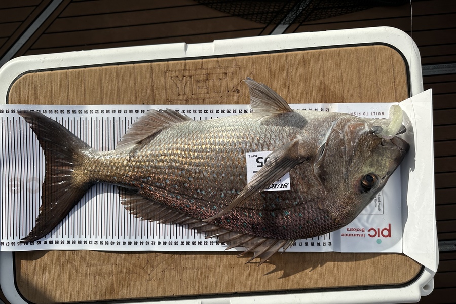 Ben Brown caught this 61.0cm Snapper at Coromandel during The Export NZ Fishing Competition