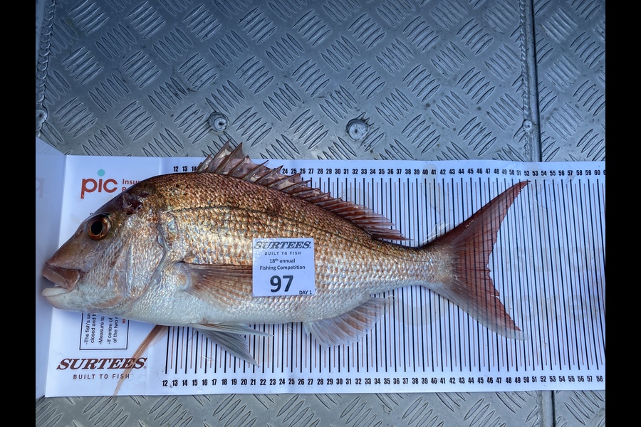 Damiain Macdonald caught this 46.0cm Snapper at Coromandel during The Export NZ Fishing Competition