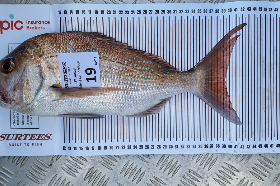 Spencer Roff caught this 39.0cm Snapper at Coromandel during The Export NZ Fishing Competition