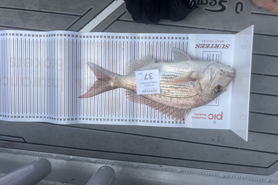 Matt Penney caught this 36.0cm Snapper at Coromandel during The Export NZ Fishing Competition