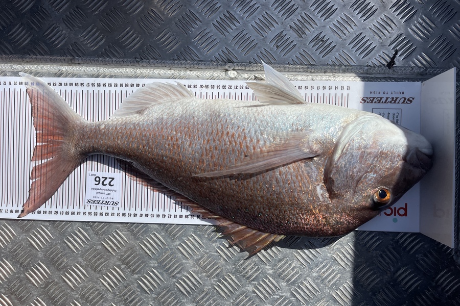 Josh Moncur caught this 66.0cm Snapper at Coromandel during The Export NZ Fishing Competition