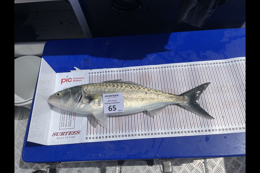 Charlie Lennon caught this 47.0cm Kahawai at Mercury bay  during The Export NZ Fishing Competition