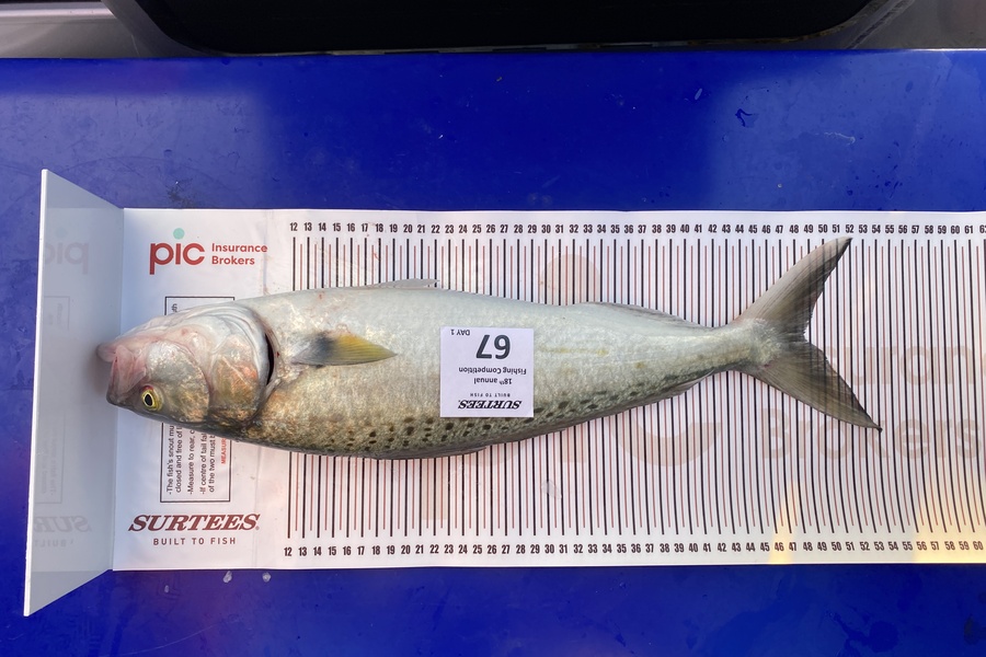 Aaron Graham caught this 48.5cm Kahawai at Mercury bay during The Export NZ Fishing Competition