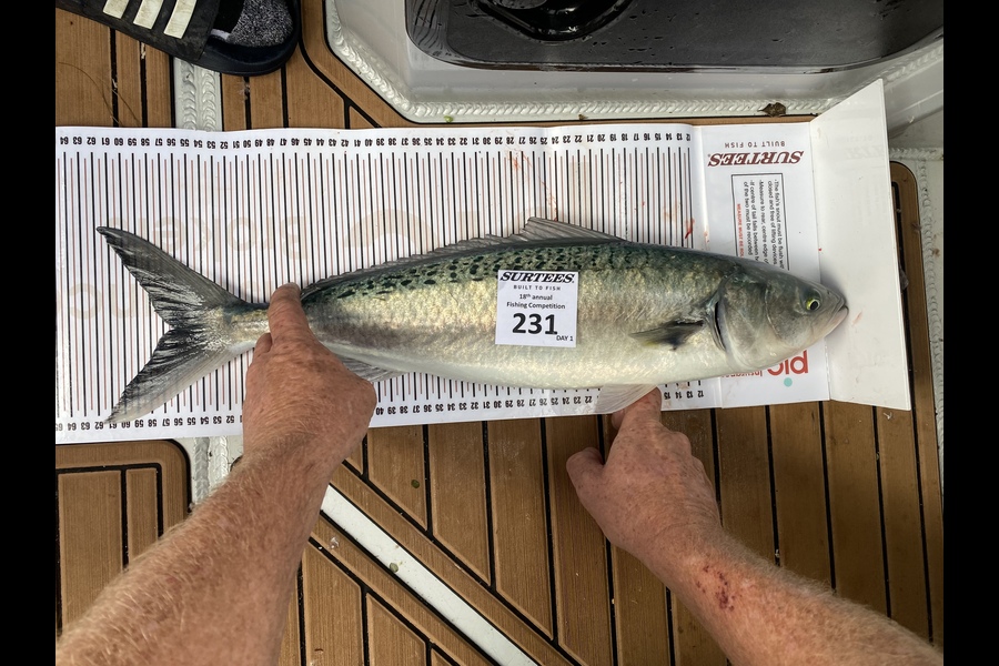 Gary Croft caught this 56.0cm Kahawai at Coromandel during The Export NZ Fishing Competition