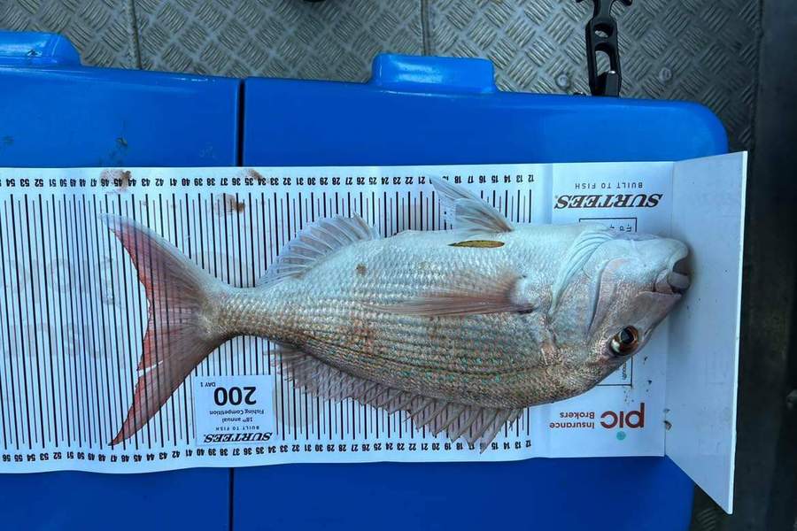 Danny  Drake caught this 43.0cm Snapper at Coromandel during The Export NZ Fishing Competition