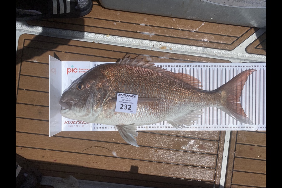 Gary Croft caught this 65.0cm Snapper at Coromandel during The Export NZ Fishing Competition